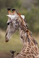 Cou de girafe colonisé par des pique_boeufs à bec rouge (adultes et immatures)
PN de Kruger - SA  