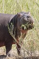 Hippopotame entrain de manger aux heures les plus chaudes en saison sèche
PN de Kruger RSA  