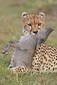 Guépard étouffant pour tuer sa proie, un jeune phacochère, après une course courte mais effrénée
Masaï Mara - KENYA  