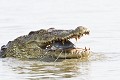 Crocodile ayant capturé un poisson chat. Kruger N.P. Afrique du Sud  