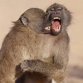 Babouin chacma (papio ursinus)
Jeunes babouins chacma en train de jouer en feignant de se mordre !
PN de Kruger - SA Babouin, jeux, mordre, jeune, langue, mammifère, dents, Afrique 