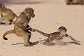 Jeunes babouins chacma en train de jouer !
PN de Kruger - SA  