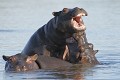 Jeunes hippopotames entrain de jouer dans l'eau
PN de Kruger RSA  
