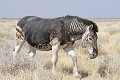 Pelage anormal du fait d'une anomalie génétique. Etosha N.P. Namibie  