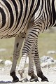 Pattes de zèbres. Etosha N.P. Namibie. avril zèbre, burchell, equus, pattes, perspectives, rayures, afrique 
