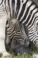 Perspective. Etosha N.P. Namibie. avril zebre, equus, perspective, patte, tête, afrique 