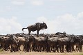 Gnou à queue noire (Connochaetes taurinus). Troupeau de gnous (l'un d'eux est monté sur une butte). Masaï Mara. Kenya. octobre gnou, queue noire, kenya, réserve de Masaï-Mara, troupeau supérieur, au-dessus 