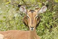 Impala déparasité par 2 pique-boeufs à bec rouge (adulte et immature). PN de KRUGER - AFRIQUE DU SUD impala, afrique, pique-boeuf, immature, oreille, parasite, déparasiter 