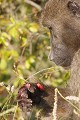 Babouin chacma à la main mordue. P.N. Kruger. Afrique du Sud  