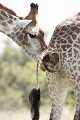Girafe mâle (giraffa camelopardalis) testant la réceptivité sexuelle d'une femelle.
PN de Kruger - AFRIQUE DU SUD girafe, mâle, femelle, réceptivité sexuelle, pipi, urine, tester, goûter, afrique, 