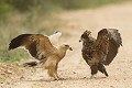 Aigle bateleur (terathopius ecaudatus) + aigle ravisseur (aquila rapax)
Rivalité entre deux juvéniles. 
Kruger N.P. Afrique du Sud aigle, immature, bateleur, ravisseur, face à face, proie, bec, rivalité, convoitise 