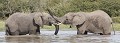 Eléphants d'Afrique (loxodonta africana)
Jeunes mâles cherchant à se défier afin d'établir une hiérarchie
PN de Kruger - SA Eléphant d'Afrique, face à face, trompe, rencontre, eau, reconnaissance 