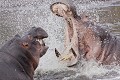 Hippopotames (hippopotamus amphibius)Femelle menaçant très fortement un jeune mâle très entreprenant
PN de Kruger - SA Hippopotame, hippopotamus amphibius, menace, femelle, mâle, gueule,agression, 