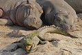Hippopotames (hippopotamus amphibius) et crocodile du Nil hippopotame, hippopotamus, crocodile, sieste, soleil, chauffer, reposer Afrique 