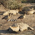 Oies d'Egypte traversant la grève colonisée de crocodiles du Nil
PN de Kruger Afrique du sud oie d'Egypte, famille, oisillon, crocodile, grève, plage, traverser, 