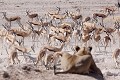 Lionne observant un troupeau de springboks venus se désaltérer.
PN d'ETOSHA NAMIBIE lion, springbok, observer, point d'eau, troupeau, guetter, désaltérer, Afrique 