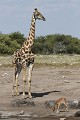Voisinage à un point d'eau. Etosha N.P. Namibie. avril Girafe, impala, point d'eau, observer, cohabiter, Afrique 