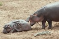 Hippopotame venant taquiner un plus jeune se reposant sur la grève à proximité d'un crocodile se chauffant au soleil
PN de Kruger - SA Hippopotame, hippopotamus amphibius, crocodile, berge, mordre, blessure, cicatrice, grève, repos, Afrique 
