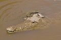 tortue d'eau(pelusios sinuatus) + crocodile du Nil ( crocodylus niloticus)
Tortue escaladant un crocodile. Kruger N.P. Afrique du Sud Tortue, crocodile du Nil, péloméduse, eau, Afrique 