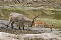 Cob à croissant (kobus ellipsiprymnus) + impala (aepyceros melampus)
Cob mâle chassant un impala mâle du bord de la rivière. Kruger N.P.  R.S.A. Cob à croissant, impala, flairer, kobus ellipsiprymnus, aepyceros melampus, point d'eau, Afrique, 