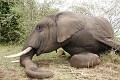 Eléphant d'Afrique (loxodonta africana) tué d'un coup de lance.
Réserve de Massaï-Mara Kenya Elephant, Afrique, mort, tué, lance, arme blanche, Réserve de Massaï-Mara, Kenya 