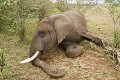 Eléphant d'Afrique ( loxodonta africana)
Eléphant mort suite à un coup de lance masaï (restée plantée dans son dos). Masaï Mara. Kenya. octobre Eléphant, afrique, loxodonta africana, tué, mort, lance, arme blanche, planté, dos, Kenya, réserve de Massaï-Mara 