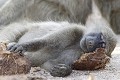 Babouin endormi sur une crotte d'éléphant  