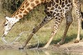 Girafe en train de boire  