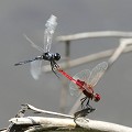 Rencontre entre deux variétés de libellules  