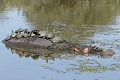 Tortues d'eau se chauffant au soleil sur le dos d'un hippopotame  