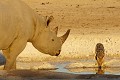 Rencontre entre un rhinocéros noir et un chacal à chabraque à un point d'eau  