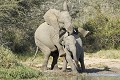 Jeunes éléphants à un point d'eau  