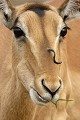 excroissance anormale sur la face d'un impala excroissance ; impala ; anormal ; particularité ; tête ; portrait ; Kruger ; Afrique ; mammifère ; 