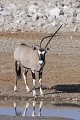  oryx ; malformation ; corne ; mammifère ; Namibie ; Etosha ; 