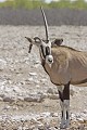  oryx ; corne ; malformation ; mammifère ; Etosha ; Namibie ; 