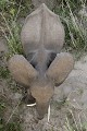  Eléphant ; malformation ; Afrique ; défense ; Kruger ; Afrique du Sud ; 
