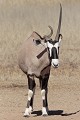  oryx ; mammifère ; corne ; malformation ; Kalahari ; Kgalagadi ; Afrique du Sud 