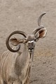 Malformation des cornes chez un koudou mâle Koudou ; Namibie ; Etosha ; mâle ; mammifère ; malformation ; cornes ; 