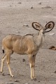 Koudou mâle aux cornes malformées Koudou ; mâle ; mammifère ; cornes ; malformation ; Namibie ; Etosha 