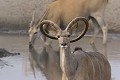 Koudou male aux cornes malformées Koudou ; mâle ; mammifère ; cornes ; malformation ; Namibie : Etosha ; 