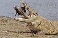  Crocodile ; cannibalisme ; prédation ; Kruger ; Afrique du Sud 