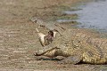  Crocodile ; cannibalisme ; prédation : Kruger : Afrique du Sud 