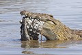  Crocodile ; cannibalisme ; prédation ; Kruger ; Afrique du Sud 