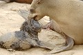  otarie ; naissance ; mammifère marin ; Namibie 