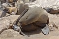  Otarie ; naissance ; mammifère marin ; Namibie 