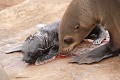  otarie ; naissance ; mammifère marin ; Namibie 