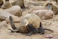  Otarie : naissance ; mammifère marin ; Namibie 