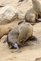  Otarie ; naissance ; mammifère marin ; Namibie 