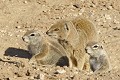  Mangouste ; écureuil ; mammifère ; carnivore ; herbivore ; terrier ; cohabitation ; hiver austral ; Kalahari ; Kgalagadi ; Afrique du Sud 