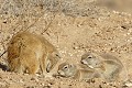  Mangouste ; écureuil ; mammifère ; carnivore ; herbivore ; terrier ; cohabitation ; hiver austral ; Kalahari ; Kgalagadi ; Afrique du Sud 